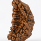 ONE MUKHI RUDRAKSHA