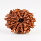 NINE MUKHI RUDRAKSHA