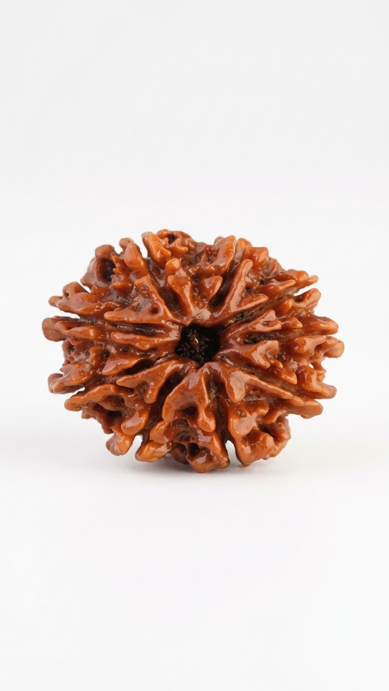 NINE MUKHI RUDRAKSHA