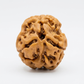 THREE MUKHI RUDRAKSHA