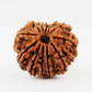 12 MUKHI RUDRAKSHA