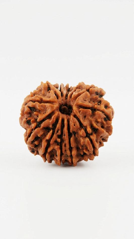 12 MUKHI RUDRAKSHA