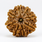 EIGHT MUKHI RUDRAKSHA