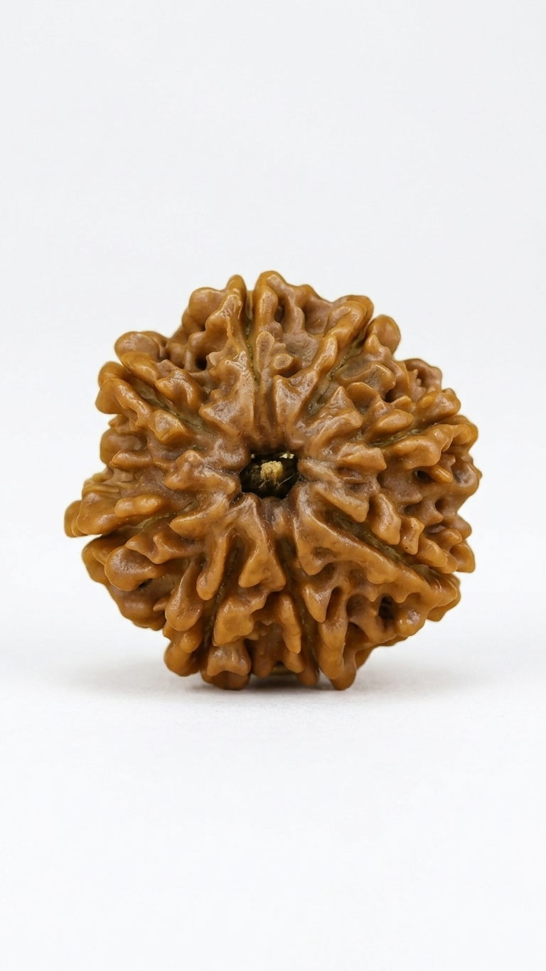 EIGHT MUKHI RUDRAKSHA