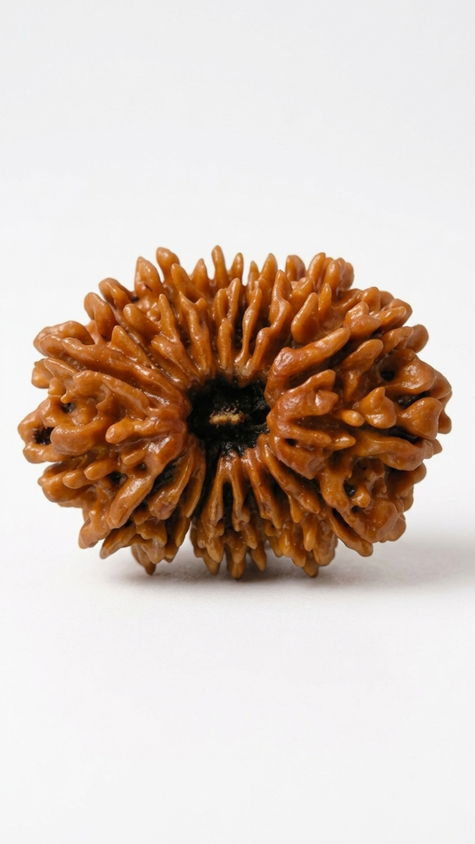 17 MUKHI RUDRAKSHA