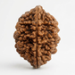 TWO MUKHI RUDRAKSHA