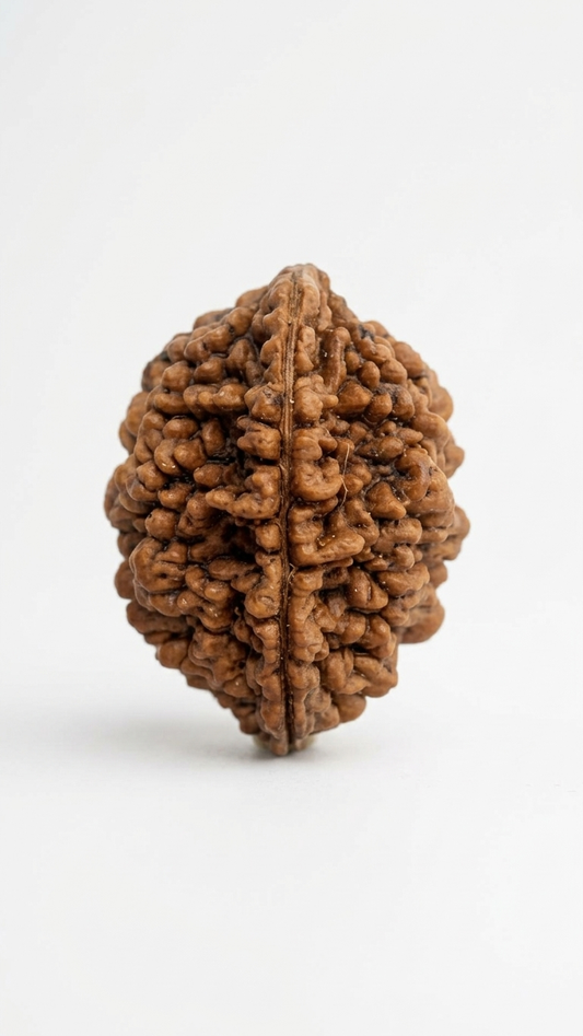 TWO MUKHI RUDRAKSHA