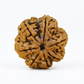 SEVEN MUKHI RUDRAKSHA