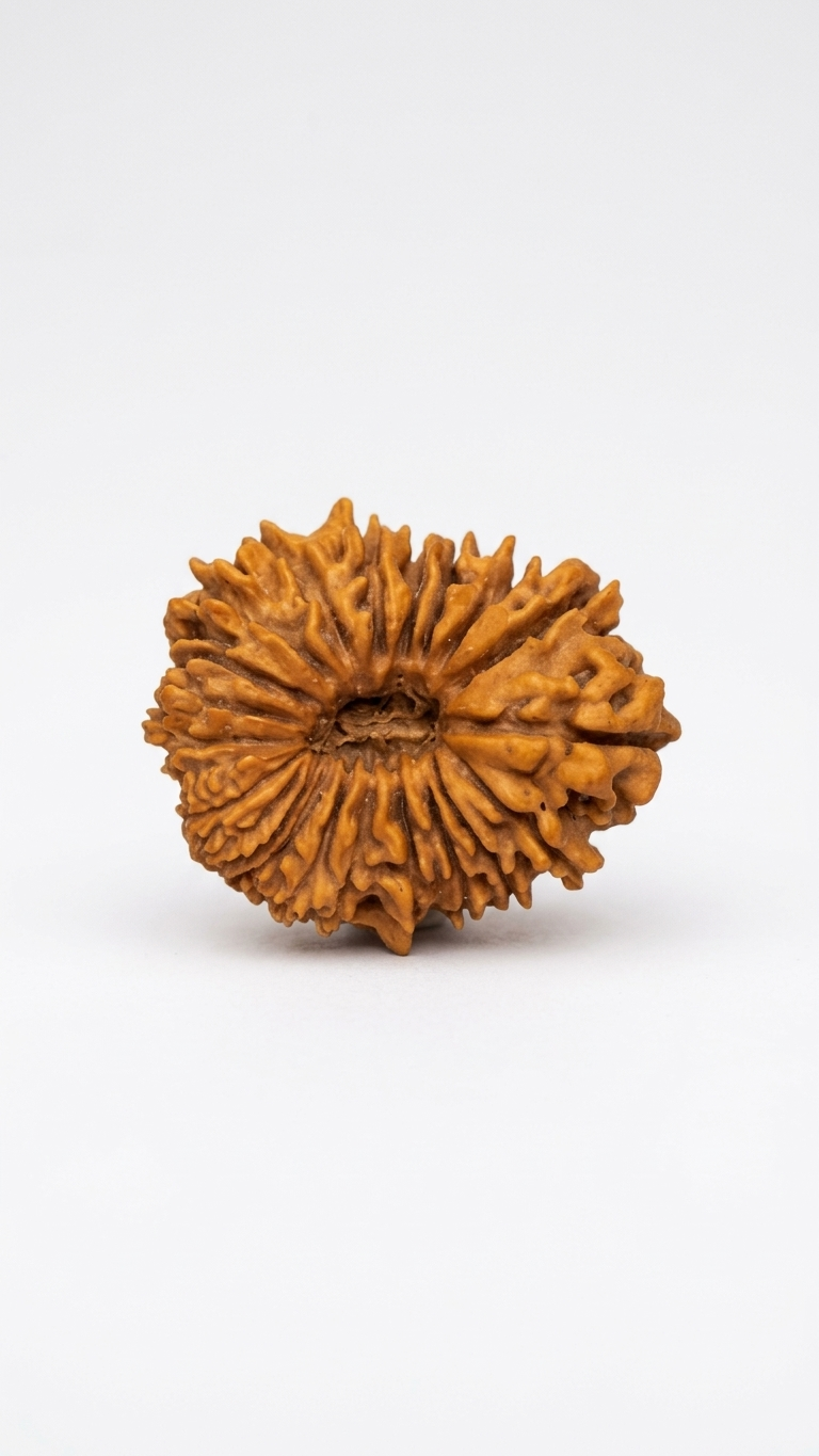 21 MUKHI RUDRAKSHA
