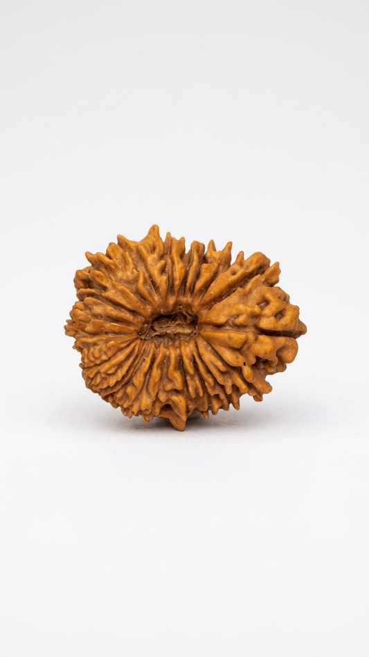 21 MUKHI RUDRAKSHA