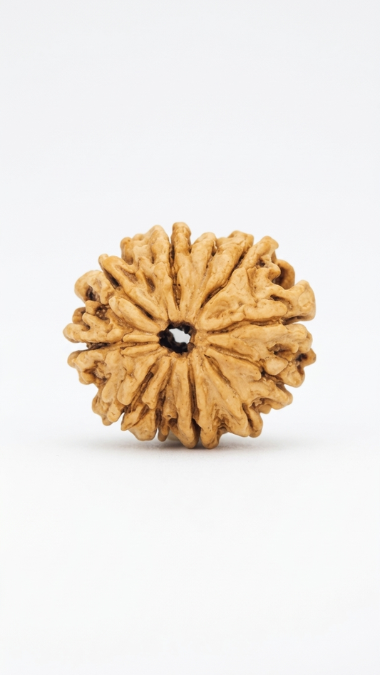 14 MUKHI RUDRAKSHA