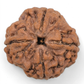 FOUR MUKHI RUDRAKSHA