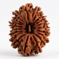 19 MUKHI RUDRAKSHA
