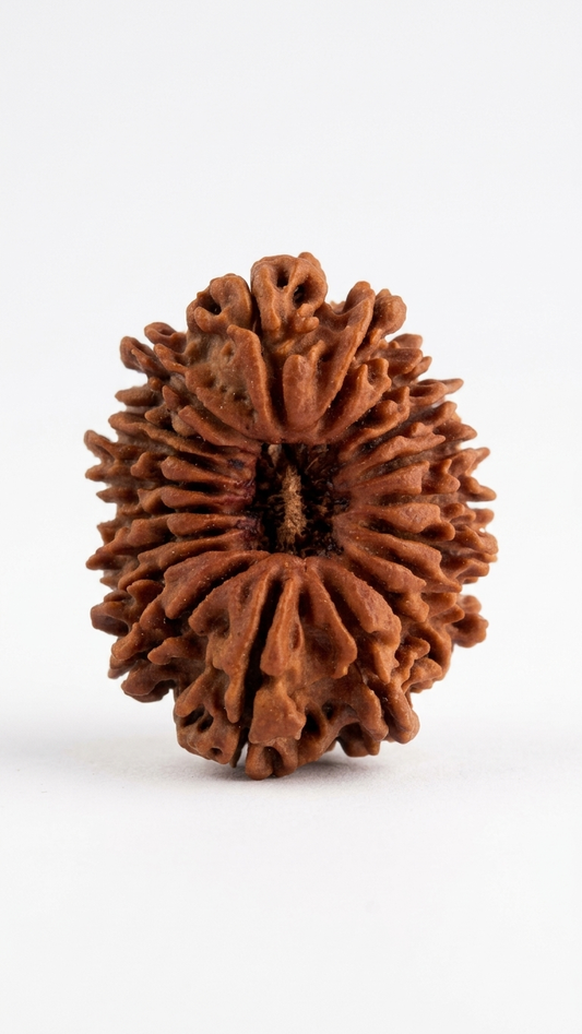 19 MUKHI RUDRAKSHA