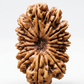 15 MUKHI RUDRAKSHA
