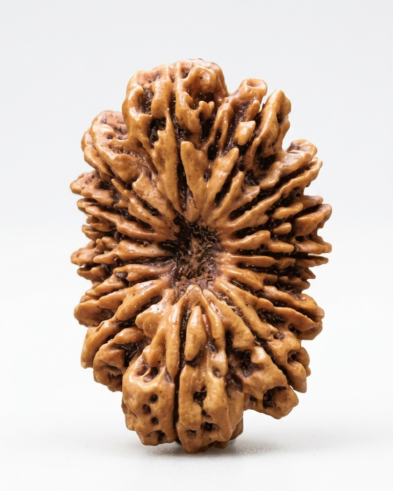 15 MUKHI RUDRAKSHA