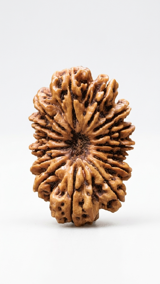 15 MUKHI RUDRAKSHA