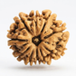 11 MUKHI RUDRAKSHA
