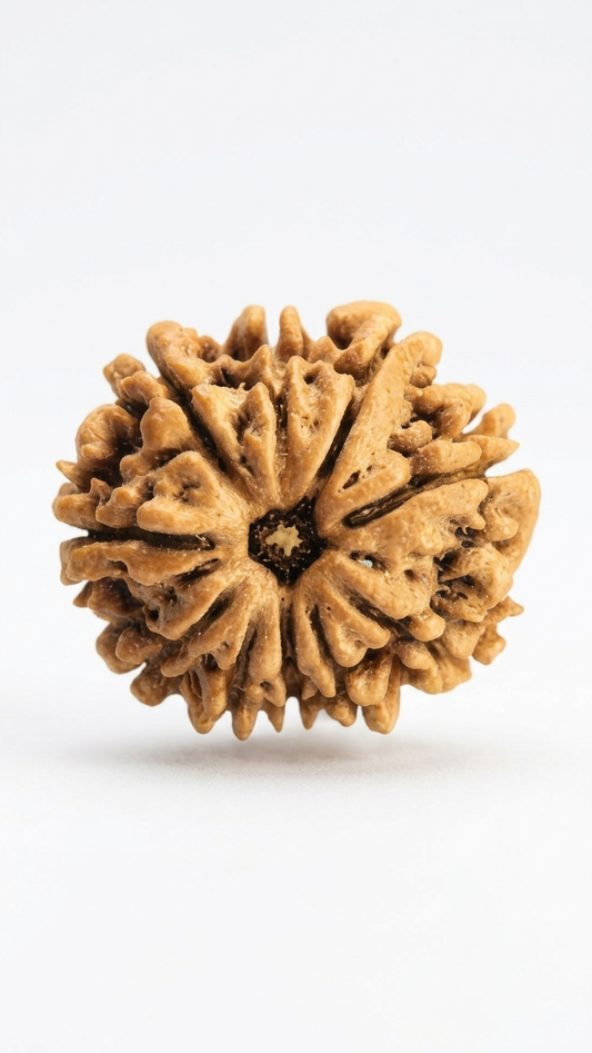 11 MUKHI RUDRAKSHA