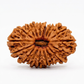 16 MUKHI RUDRAKSHA