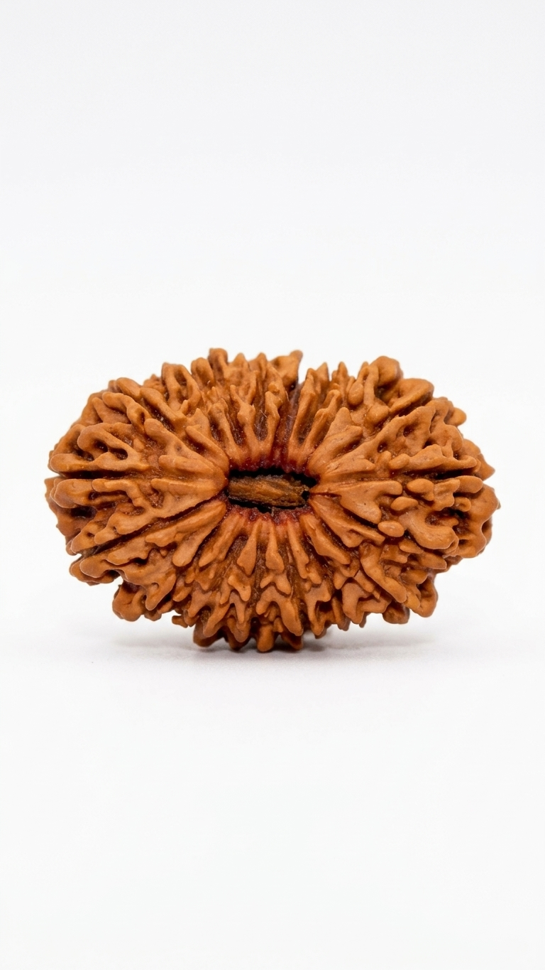 16 MUKHI RUDRAKSHA