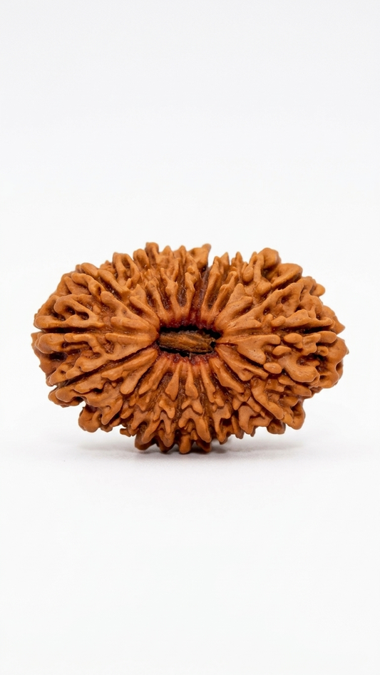 16 MUKHI RUDRAKSHA