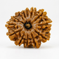 13 MUKHI RUDRAKSHA