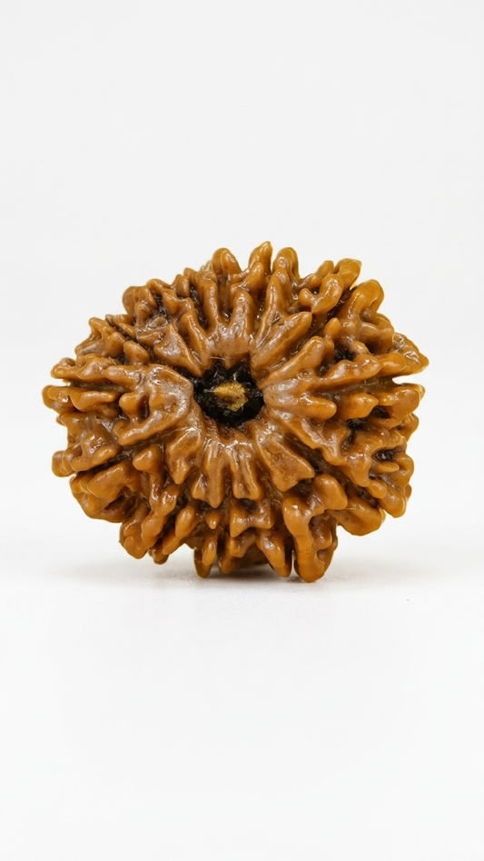 13 MUKHI RUDRAKSHA