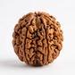 TEN MUKHI RUDRAKSHA