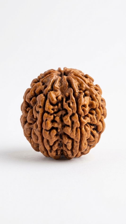 TEN MUKHI RUDRAKSHA