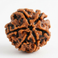 SIX MUKHI RUDRAKSHA