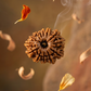 13 MUKHI RUDRAKSHA