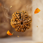 SEVEN MUKHI RUDRAKSHA