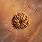 11 MUKHI RUDRAKSHA