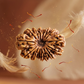 15 MUKHI RUDRAKSHA