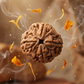 FOUR MUKHI RUDRAKSHA