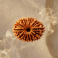20 MUKHI RUDRAKSHA