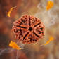 FIVE MUKHI RUDRAKSH