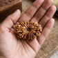 15 MUKHI RUDRAKSHA