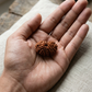 12 MUKHI RUDRAKSHA