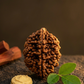 TWO MUKHI RUDRAKSHA
